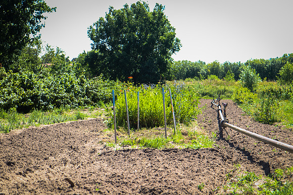 Organic Gardening